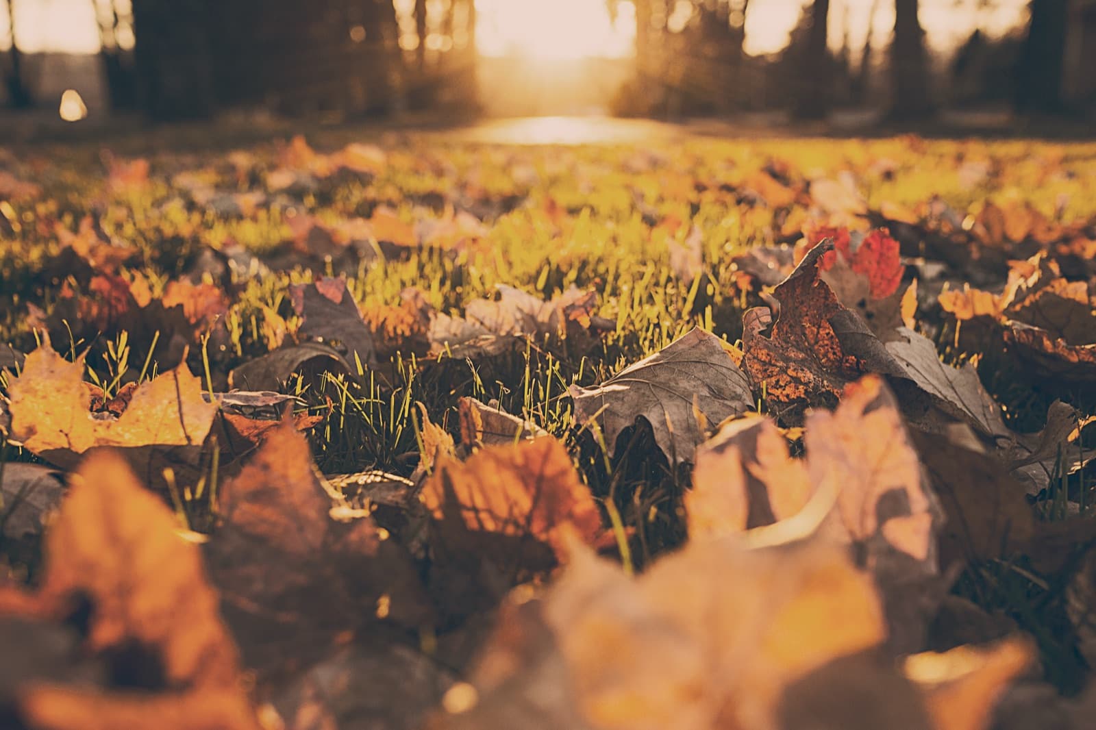 September Smiles: Why This Month Is the Perfect Time to Prioritize Your Dental Health, Community article from Shenandoah Dental Center